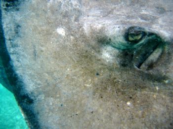 Stingray-Ambegris caye Belize CA by Gil Ben-Meir 